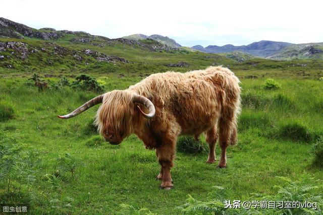 中国人喜爱猪肉原来是从明始！古代吃牛肉是犯法的(图2)
