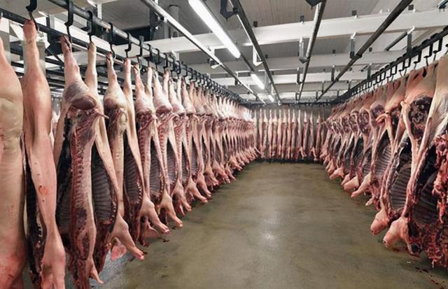 牛肉8元一斤猪肉4元一斤！美国人吃的肉那么便宜是怎么长的(图4)