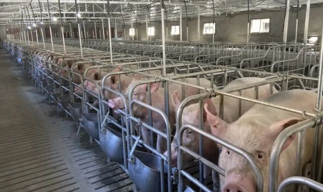 牛肉8元一斤猪肉4元一斤！美国人吃的肉那么便宜是怎么长的(图5)