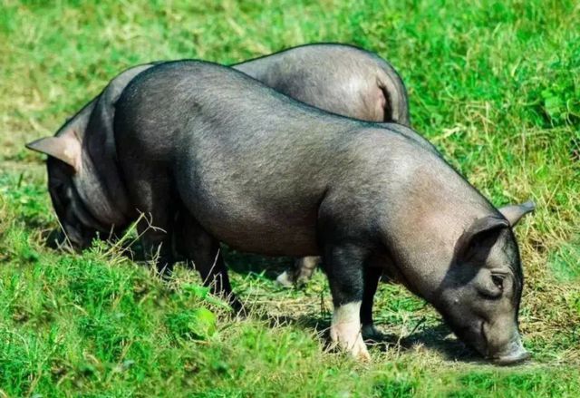 牛肉8元一斤猪肉4元一斤！美国人吃的肉那么便宜是怎么长的(图9)