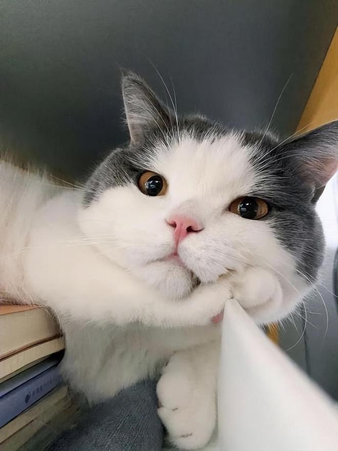 猫咪这些“坏行为”其实是智商高的表现别误会了！(图6)